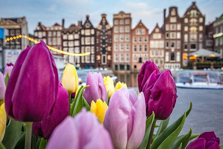 tulips in amsterdam